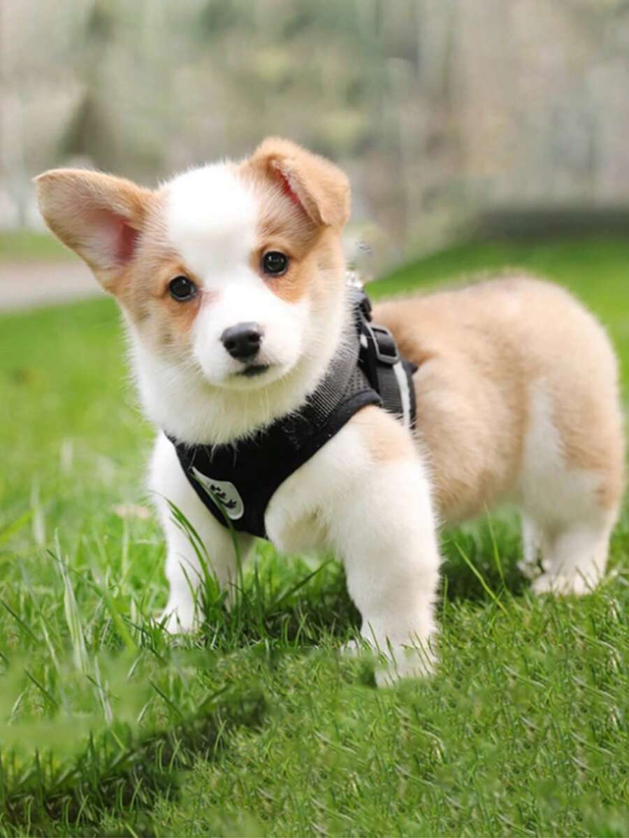 Arnés y correa para pecho de mascota, arnés y correa para gato, cachorro y perro, arnés y correa para pecho de perro pequeño tipo Teddy, anti-escape