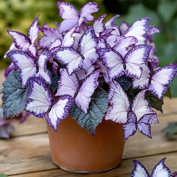 Moonlight Begonia orchid seeds, perennial flower plant seeds, indoor and outdoor potted gardens, suitable for gardening enthusiasts, gifts from nature