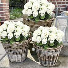 4 株人造天竺葵，逼真的粉色花朵搭配绿色叶子，适合室内外装饰，非常适合花园、门廊、露台、窗台花箱和悬挂花盆、花园装饰、季节性展示、免维护植物、人造户外花卉、家居装饰、万圣节装饰、秋季装饰 - 彩色 - 查看 9