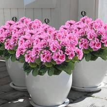4 株人造天竺葵，逼真的粉色花朵搭配绿色叶子，适合室内外装饰，非常适合花园、门廊、露台、窗台花箱和悬挂花盆、花园装饰、季节性展示、免维护植物、人造户外花卉、家居装饰、万圣节装饰、秋季装饰 - 彩色 - 查看 3