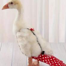 可调节蝴蝶结鸭子图案宠物尿布，不防水，可手洗 - 彩色 - 查看 3