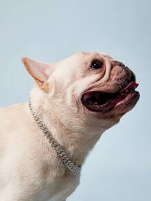 PETSIN 鑲嵌水鑽的嘻哈風格金色狗項鍊,貓項鍊,全鑽石時尚寵物項鍊 - 銀色 - 查看 10