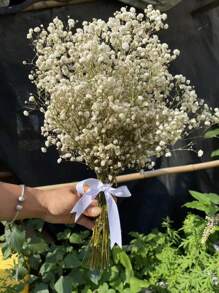 Ramo de flores de Flor de Novia preservadas naturalmente - 10/20 tallos, longitud de 45 cm, flores secas de larga duración para la decoración de bodas, arreglos para el hogar, regalos de cumpleaños, con cinta (garantía de 3 años de color)