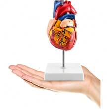 Skeleton Model - متعدد الألوان - مشاهدة 4