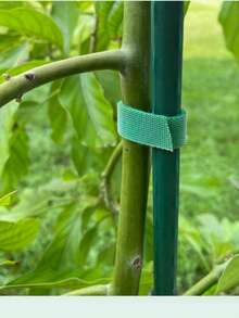 10M Reusable Garden Tie Tape - Dual Sided Plant Support Straps For Climbing Vines, Tomato & Branches Green Plant Hook And Loop Straps 10M Roll|Adjustable Trunk Support Tape For Outdoor Gardening & Flower Binding Garden Straps 10M|Weatherproof Plant Training Tape For Vine Shaping & Cable Management