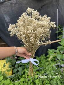 Ramo de flores de Flor de Novia preservadas naturalmente - 10/20 tallos, longitud de 45 cm, flores secas de larga duración para la decoración de bodas, arreglos para el hogar, regalos de cumpleaños, con cinta (garantía de 3 años de color)
