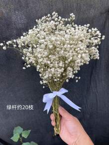 Ramo de flores de Flor de Novia preservadas naturalmente - 10/20 tallos, longitud de 45 cm, flores secas de larga duración para la decoración de bodas, arreglos para el hogar, regalos de cumpleaños, con cinta (garantía de 3 años de color)