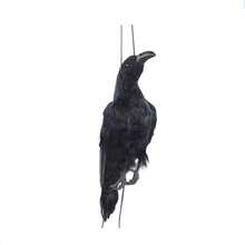 Simulated Dead Crow Pendant Hanging Bird Scarer Black Crow Decor For Halloween Garden Patio Lawn