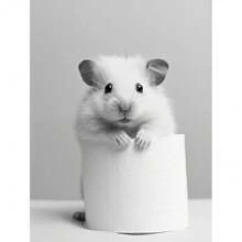 1 peça preto e branco fofo animal e papel higiênico pôster leão coruja gato cachorro pintura em tela arte de parede banheiro sala de estar decoração de casa presentes aniversário formatura