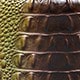 金魚棕