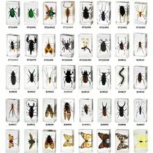 50+ Pcs Large (7.3cm) Transparent Resin Insect Stag Beetle, Spider, Scorpion, Rhinoceros Beetle, Hornet, Wasp Model, Spider Octagon Monster Creative Bookend Decor, Primitive Forest Giant Arthropod Centipede Model, Magical Nature Real Rare Various Insects, High Transparency Permanent Preserved Transparent Resin Natural Insect Creative Small Decor, Gift - Multicolor - View 5