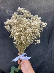Ramo de flores de Flor de Novia preservadas naturalmente - 10/20 tallos, longitud de 45 cm, flores secas de larga duración para la decoración de bodas, arreglos para el hogar, regalos de cumpleaños, con cinta (garantía de 3 años de color)