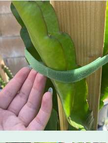 10M Reusable Garden Tie Tape - Dual Sided Plant Support Straps For Climbing Vines, Tomato & Branches Green Plant Hook And Loop Straps 10M Roll|Adjustable Trunk Support Tape For Outdoor Gardening & Flower Binding Garden Straps 10M|Weatherproof Plant Training Tape For Vine Shaping & Cable Management