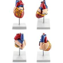 Skeleton Model - متعدد الألوان - مشاهدة 5