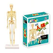 1pc Mini Human Skeleton Model, Full Body Realistic Bone Anatomy Toy, Educational Tool