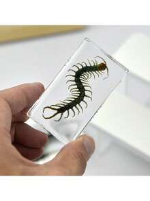 50+ Pcs Large (7.3cm) Transparent Resin Insect Stag Beetle, Spider, Scorpion, Rhinoceros Beetle, Hornet, Wasp Model, Spider Octagon Monster Creative Bookend Decor, Primitive Forest Giant Arthropod Centipede Model, Magical Nature Real Rare Various Insects, High Transparency Permanent Preserved Transparent Resin Natural Insect Creative Small Decor, Gift - Multicolor - View 7