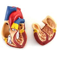 Skeleton Model - متعدد الألوان - مشاهدة 6