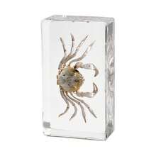 50+ Pcs Large (7.3cm) Transparent Resin Insect Stag Beetle, Spider, Scorpion, Rhinoceros Beetle, Hornet, Wasp Model, Spider Octagon Monster Creative Bookend Decor, Primitive Forest Giant Arthropod Centipede Model, Magical Nature Real Rare Various Insects, High Transparency Permanent Preserved Transparent Resin Natural Insect Creative Small Decor, Gift - Multicolor - View 12