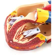 Skeleton Model - متعدد الألوان - مشاهدة 7