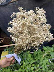 Ramo de flores de Flor de Novia preservadas naturalmente - 10/20 tallos, longitud de 45 cm, flores secas de larga duración para la decoración de bodas, arreglos para el hogar, regalos de cumpleaños, con cinta (garantía de 3 años de color)