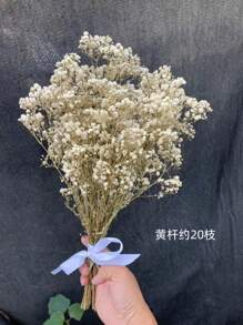 Ramo de flores de Flor de Novia preservadas naturalmente - 10/20 tallos, longitud de 45 cm, flores secas de larga duración para la decoración de bodas, arreglos para el hogar, regalos de cumpleaños, con cinta (garantía de 3 años de color)