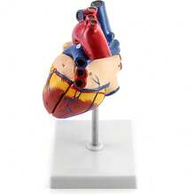 Skeleton Model - متعدد الألوان - مشاهدة 3