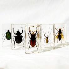50+ Pcs Large (7.3cm) Transparent Resin Insect Stag Beetle, Spider, Scorpion, Rhinoceros Beetle, Hornet, Wasp Model, Spider Octagon Monster Creative Bookend Decor, Primitive Forest Giant Arthropod Centipede Model, Magical Nature Real Rare Various Insects, High Transparency Permanent Preserved Transparent Resin Natural Insect Creative Small Decor, Gift - Multicolor - View 4