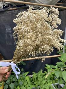 Ramo de flores de Flor de Novia preservadas naturalmente - 10/20 tallos, longitud de 45 cm, flores secas de larga duración para la decoración de bodas, arreglos para el hogar, regalos de cumpleaños, con cinta (garantía de 3 años de color)