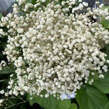Ramo de flores de Flor de Novia preservadas naturalmente - 10/20 tallos, longitud de 45 cm, flores secas de larga duración para la decoración de bodas, arreglos para el hogar, regalos de cumpleaños, con cinta (garantía de 3 años de color)
