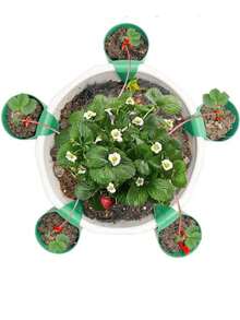 1/5/10Pcs Of Green Plastic Strawberry Propagation Cups, Potted Strawberry Propagation Accessories Are Used In Home Balconies And Gardens. Both Hanging Pots And Soil-Inserted Types Are Suitable For Round And Square Flower Pots - Multicolor - View 9