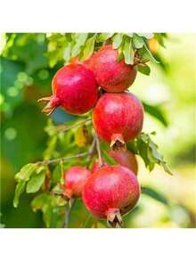 Fast Growing 100 Pomegranate Tree S, Suitable For Potted Planting, Growing Brightly And Abundantly In Home Gardening Exquisite Gift Seeds Thriving - 100個 - 查看 2