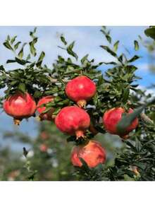 Fast Growing 100 Pomegranate Tree S, Suitable For Potted Planting, Growing Brightly And Abundantly In Home Gardening Exquisite Gift Seeds Thriving - 100個 - 查看 4