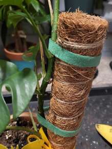 1 Rolle 2m wiederverwendbare Pflanzenbindungen, Mini Garten Klettverschluss Gurte, Pflanzenbindungen zum Binden von Pflanzen, Befestigen von Baumästen, Garten Blumen Pflanzenzubehör, Heim Garten Balkon Gartendekoration, Topf- und Behälterzubehör