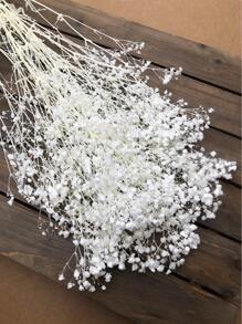 50/100/300 件天然保鲜干满天星花 - 优雅永恒的满天星，适合家庭、办公室、婚礼、圣诞节、万圣节派对、DIY 工艺品免维护，适合 14 岁及以上人群（无纸卡） - 純白滿天星 - 查看 12