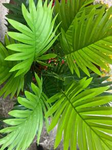 2pcs 65cm Artificial Plants, Fake Palm Tree, Tropical Palm Tree Leaves, UV-Resistant, Greenery Bush Faux Fake Plants, Suitable For Home Wedding Garden, Outdoor, Office Decor, Home Decor, Restaurant Decoration(This Product Is Sent Separately And Needs To Be Assembled By Oneself. Size: 65cm)