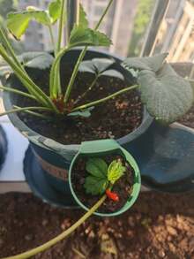 1/5/10Pcs Of Green Plastic Strawberry Propagation Cups, Potted Strawberry Propagation Accessories Are Used In Home Balconies And Gardens. Both Hanging Pots And Soil-Inserted Types Are Suitable For Round And Square Flower Pots - Multicolor - View 6