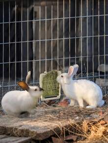 Rabbit Feeder - Hay Rack & Food Bowl Combo For Guinea Pigs/Chinchillas/Small Pets - Chew-Proof Design Large Capacity (White) - White - View 5