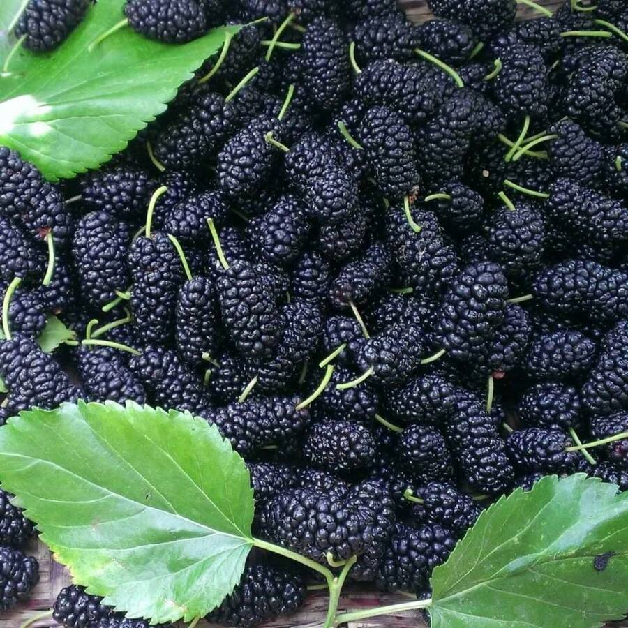 Semillas de jardín de frutas de mora premium para plantar - 200+ semillas de verduras en de , plantas de hosta, plantas vivas, semillas de flores para jardinería, plantas para exteriores, semillas de flores para exteriores, plantas perennes para jardín, semillas para plantar, plantas vivas en , no semillas, semillas de flores perennes, semillas de plantas - 1 paquete - Ver 1