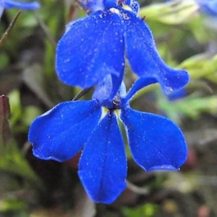 256 piezas Precio al por mayor semillas de flores MONSOON LOBELIA Erinus azul eléctrico, envío plano, plantas en , semillas de vegetales, plantas hosta, semillas de flores para jardinería, plantas de exterior, repelente de mosquitos, semillas de flores para plantar, todas las plantas en para exteriores, semillas de flores perennes para plantar - 256 - Ver 1
