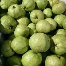 Vitality Seeds Exquisite Gift Seeds 1000 Kinds Of White Melon Doll Seeds, Guava Variant - 1 Pack - 查看 8