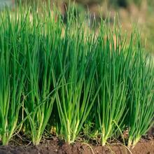 Vitality Seeds Exquisite Gift Seeds 226 Four-Season Leek Seeds Garden Balcony Potted Onion Vegetable Seeds Easy To Plant Vegetables And Fruit Seeds In Four Seasons - 226件 - 查看 3