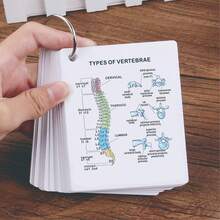 Human Skeleton Cards ,Human Body Anatomy,Skeletal System,Diagram Of Human Skeleton,Bones Of The Body Flashcards,My Bones Cards.