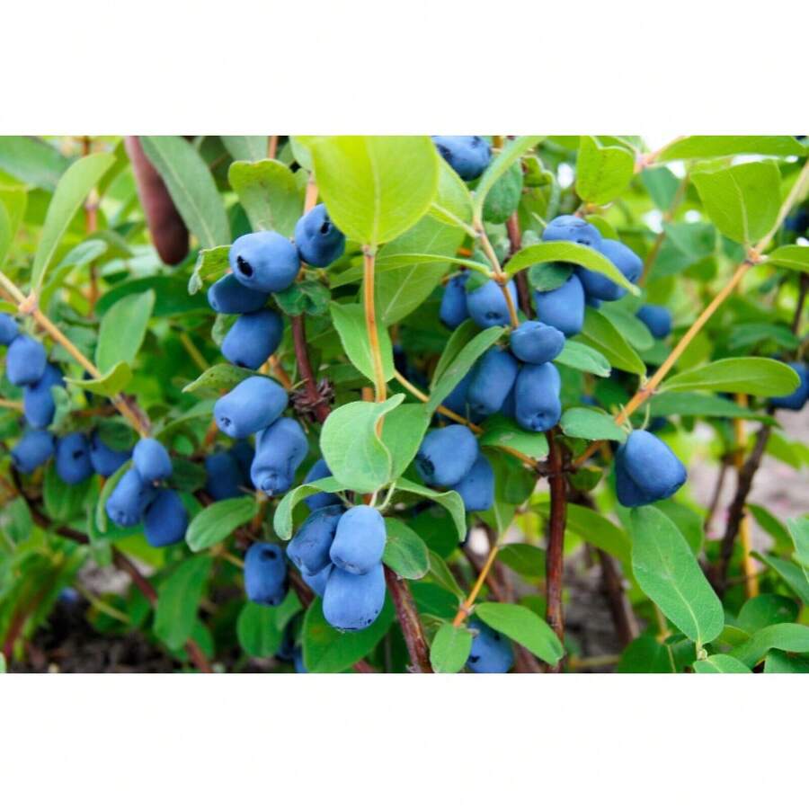 230 semillas de HONEYBERRY, madreselva azul Lonicera Caerulea, semillas de arbusto de fruta comestible, flores de exterior, plantas, horticultura, naturaleza - Variante 1 - Ver 1