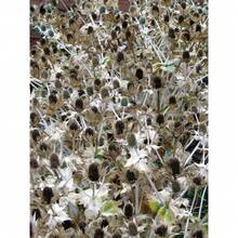 10 Semillas de Flor Fantasma de SILVER SEA HOLLY Gigante Eryngium Giganteum de Miss Willmott Envío Plano - Variante 1 - Ver 11