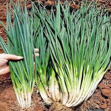 Vitality Seeds Exquisite Gift Seeds 226 Four-Season Leek Seeds Garden Balcony Potted Onion Vegetable Seeds Easy To Plant Vegetables And Fruit Seeds In Four Seasons - 226件 - 查看 2