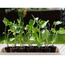 Plántulas de batata Beauregard para plantar - Cultiva tu propia o plantas en , semillas de vegetales, plantas de hosta, plantas vivas, plantas de jardinería, semillas de flores, plantas de flores para exteriores, semillas de flores para plantar, plantas vivas en , no semillas, plantas vivas en , plantas perennes para exteriores, semillas para plantar, plantas vivas en , no semillas, semillas de flores perennes, semillas de plantas - 6 esquejes de plantas - Ver 3