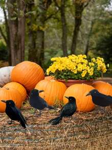 1pc/3pcs/6pcs/Halloween Black Crow Model, Simulation Fake Bird Animal Horror Props For Halloween Party Home Decoration Horror Props