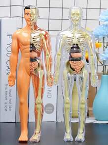 一套儿童模拟人体器官模型认知解剖玩具，早教益智玩具，儿童科学实验套装，带可拆卸器官的医学教学骨骼模型，骨骼医学解剖STEM玩具，中小学生人体内部器官医学组装玩具，教育玩具 - 彩色 - 查看 4