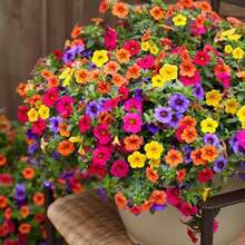 Semillas de Flores de Petunia Raras - Petunias Violetas de Onda Mixta - Semillas de Flores Pelletizadas - Flores para Cestas Colgantes - Semillas Híbridas No Transgénicas para Plantar - 1000 - Ver 1