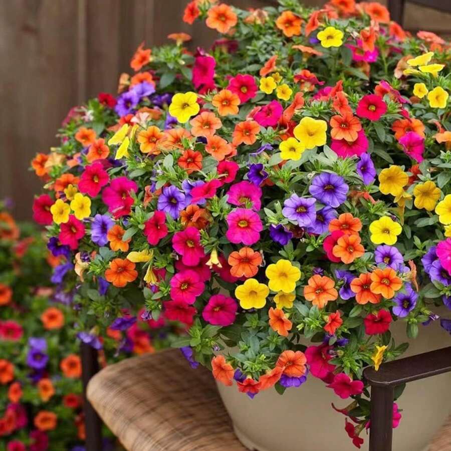 Semillas de Flores de Petunia Raras - Petunias Violetas de Onda Mixta - Semillas de Flores Pelletizadas - Flores para Cestas Colgantes - Semillas Híbridas No Transgénicas para Plantar - 1000 - Ver 1